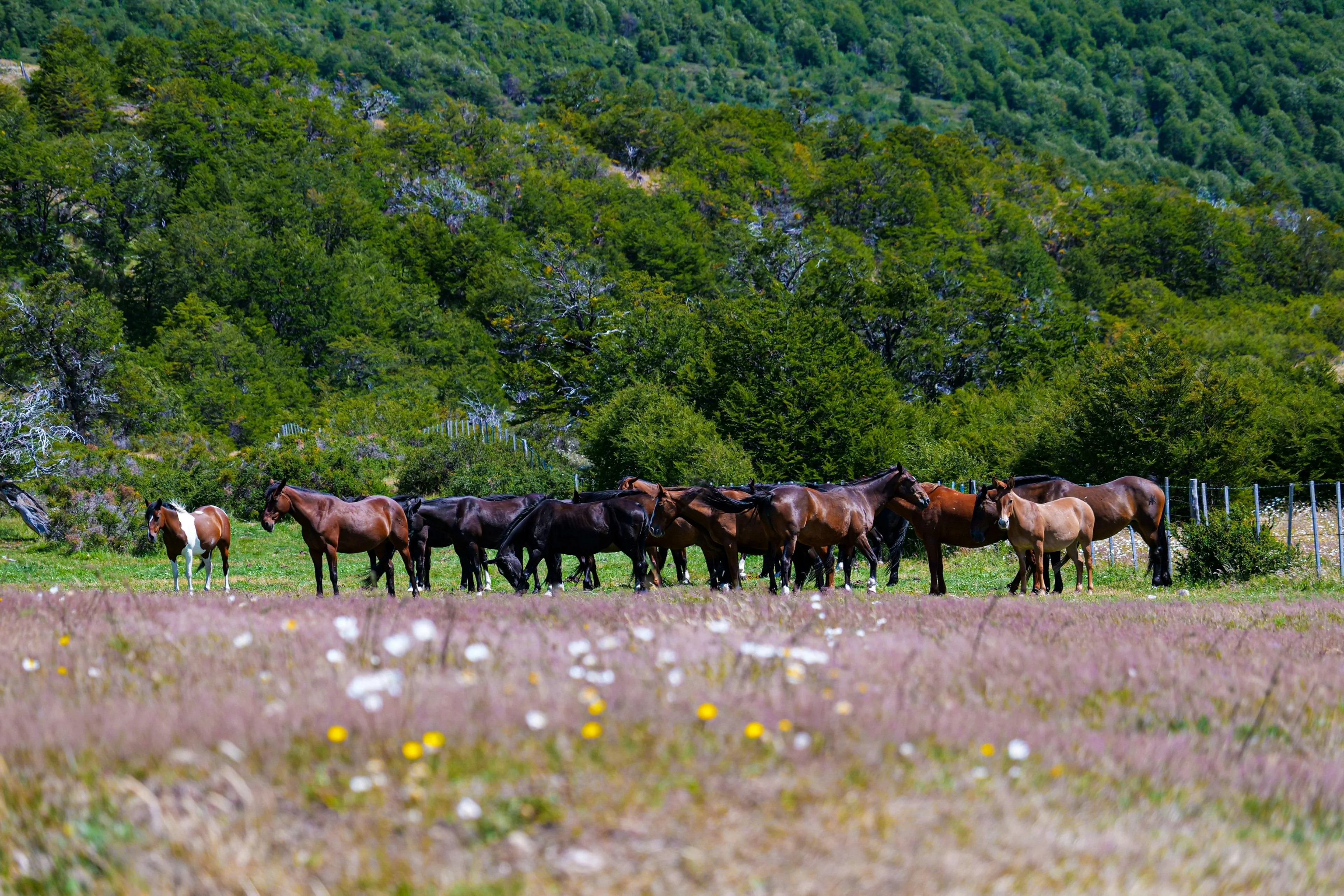 A herd of horses gathers at the edge of woodland.