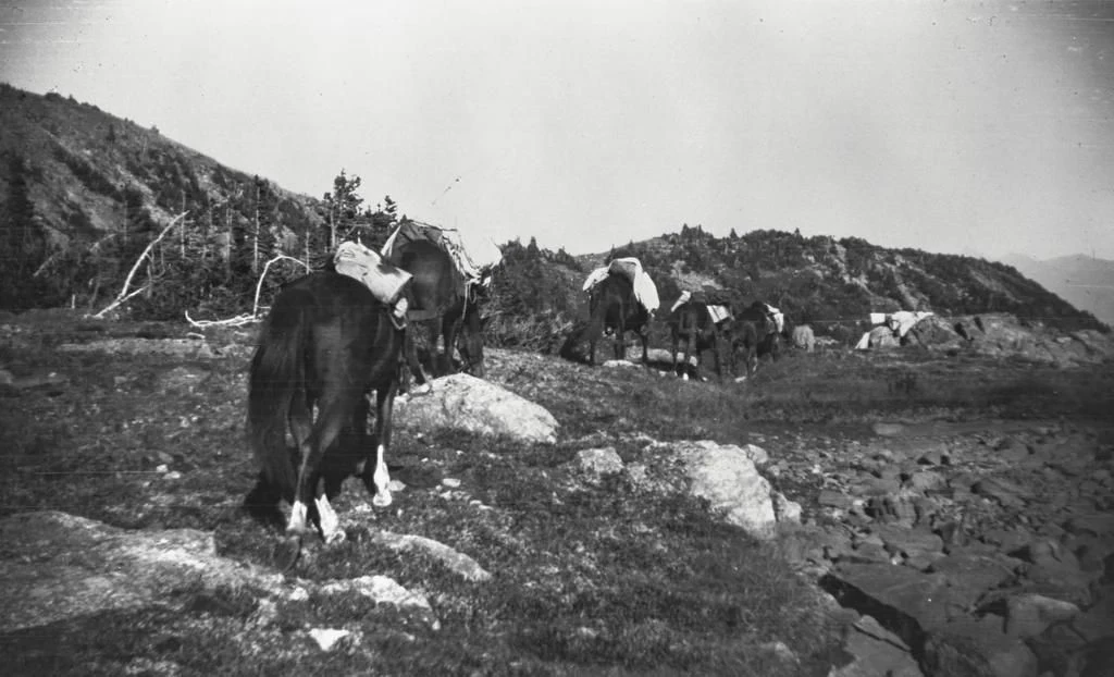 A string of loaded horses moving away across rocky ground on Timothy Mountain in a black-and-white historical photograph.