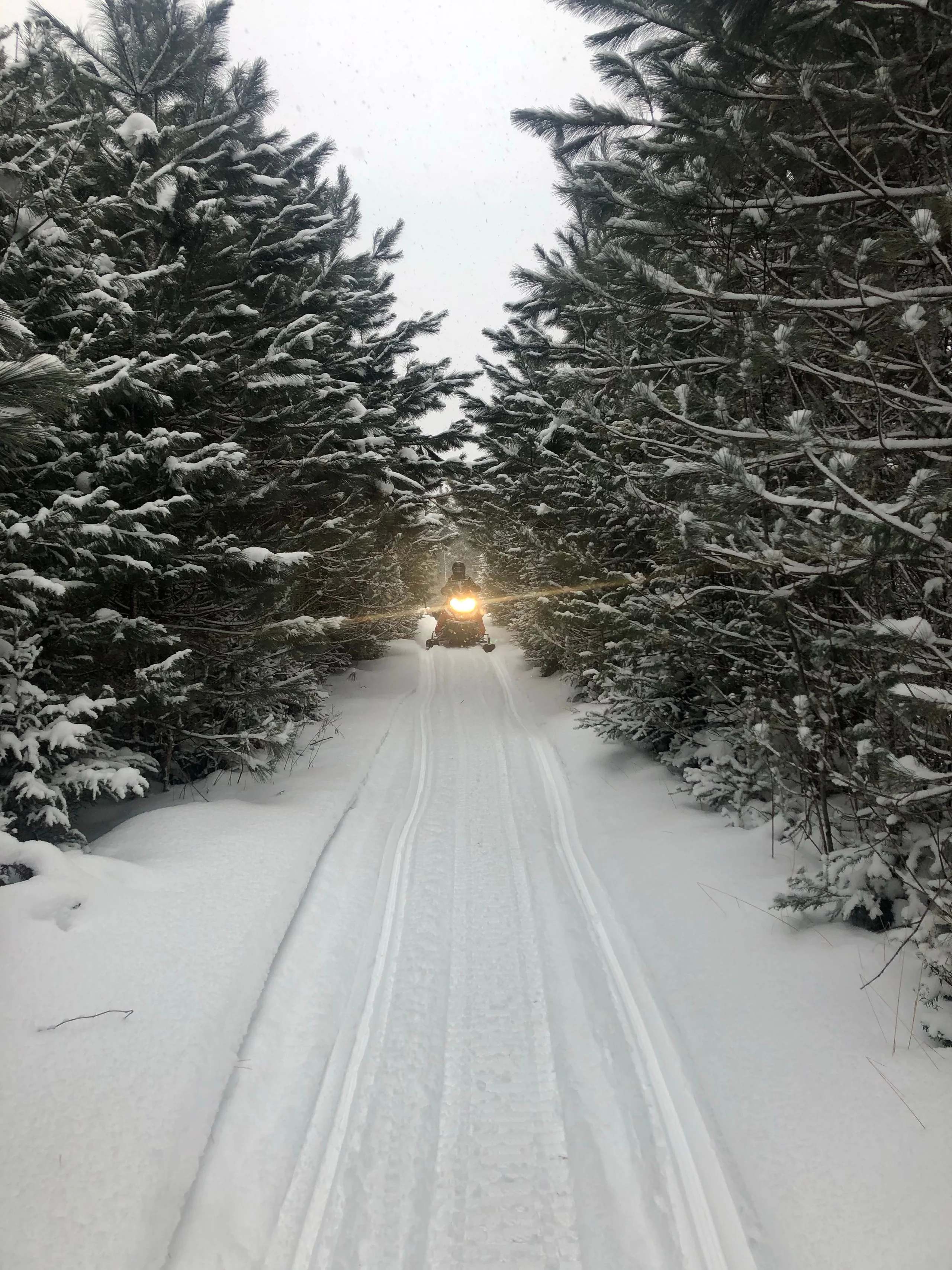 A snowmobile approaches along a narrow trail between snow-covered conifers.