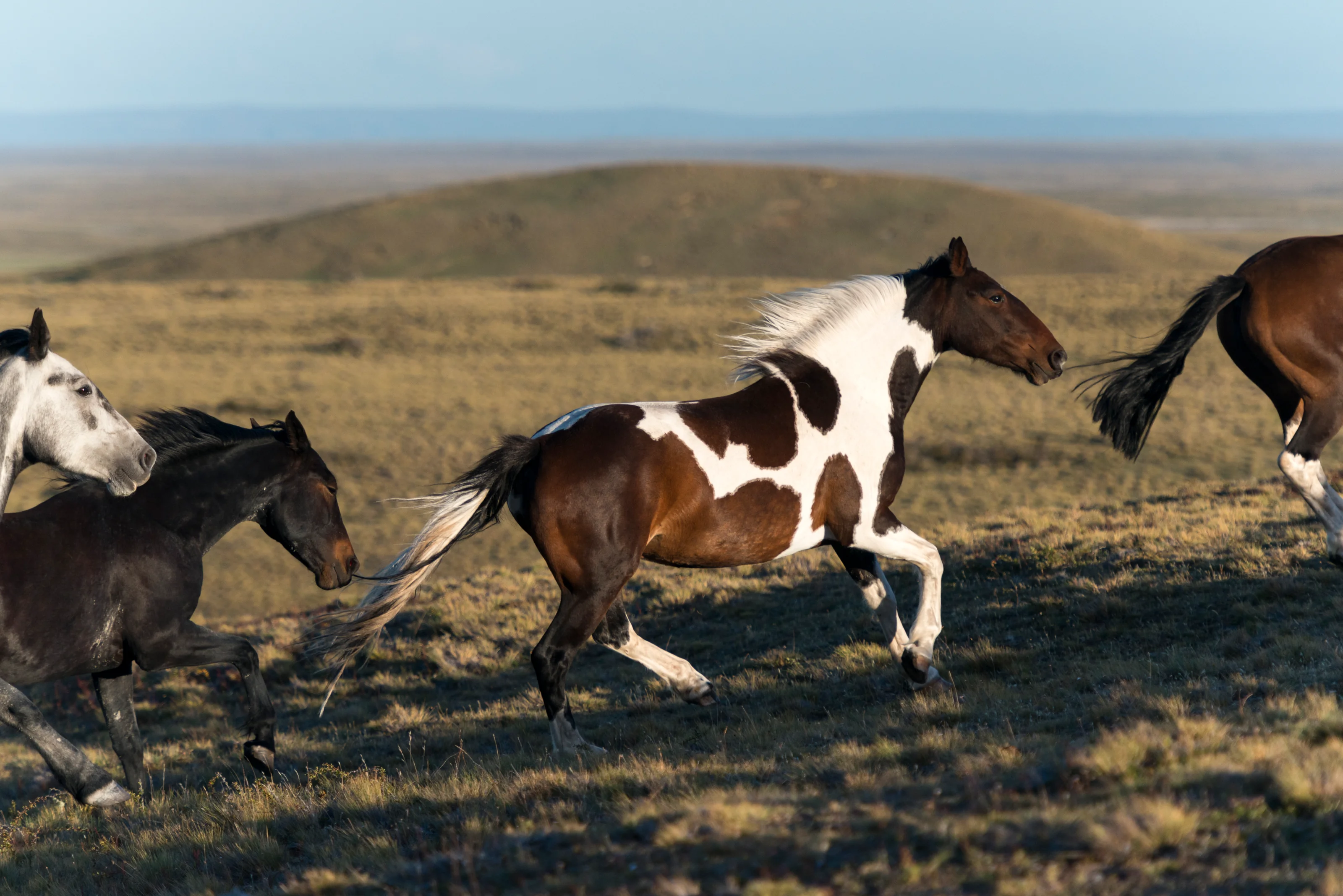 A piebald horse runs beside a herd across open grassland.