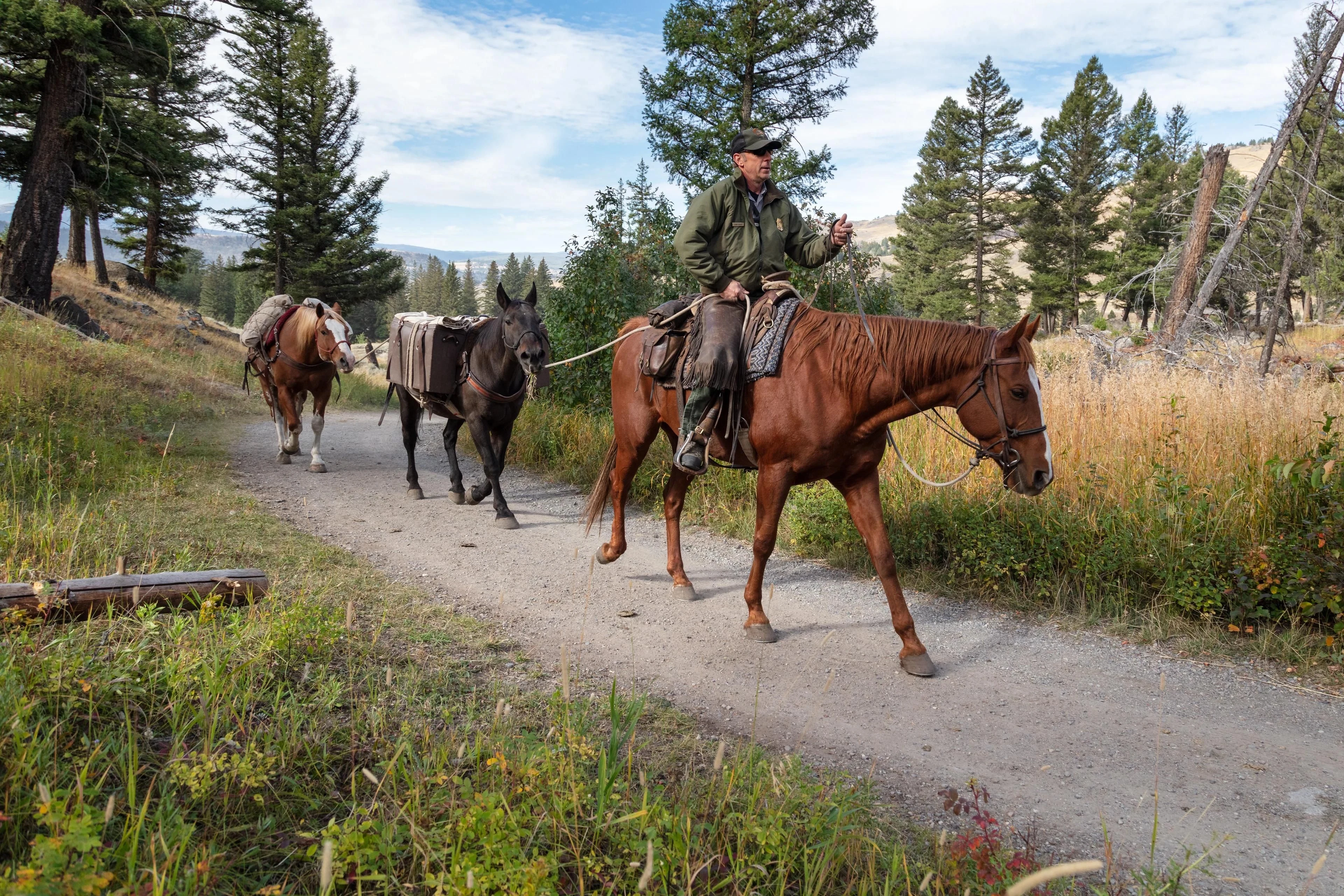A mounted ranger leads two pack animals along a forest trail, with saddlebags and bundled equipment visible.