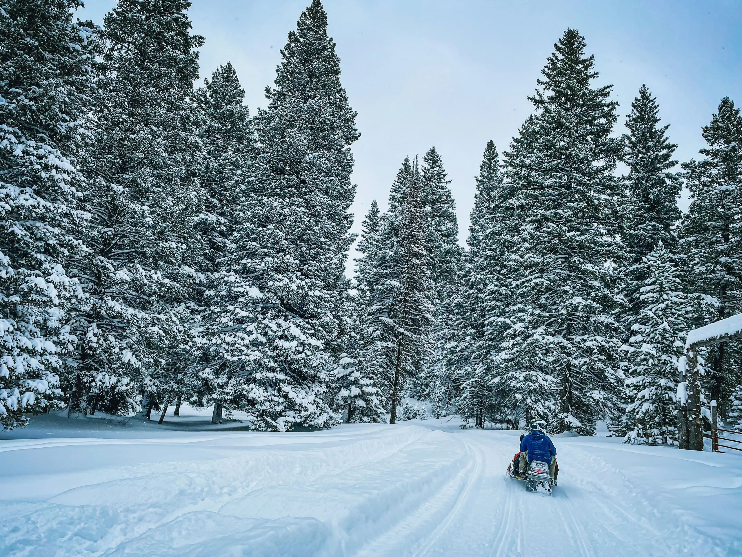 A snowmobiler rides away along a broad trail through a snow-covered evergreen forest.