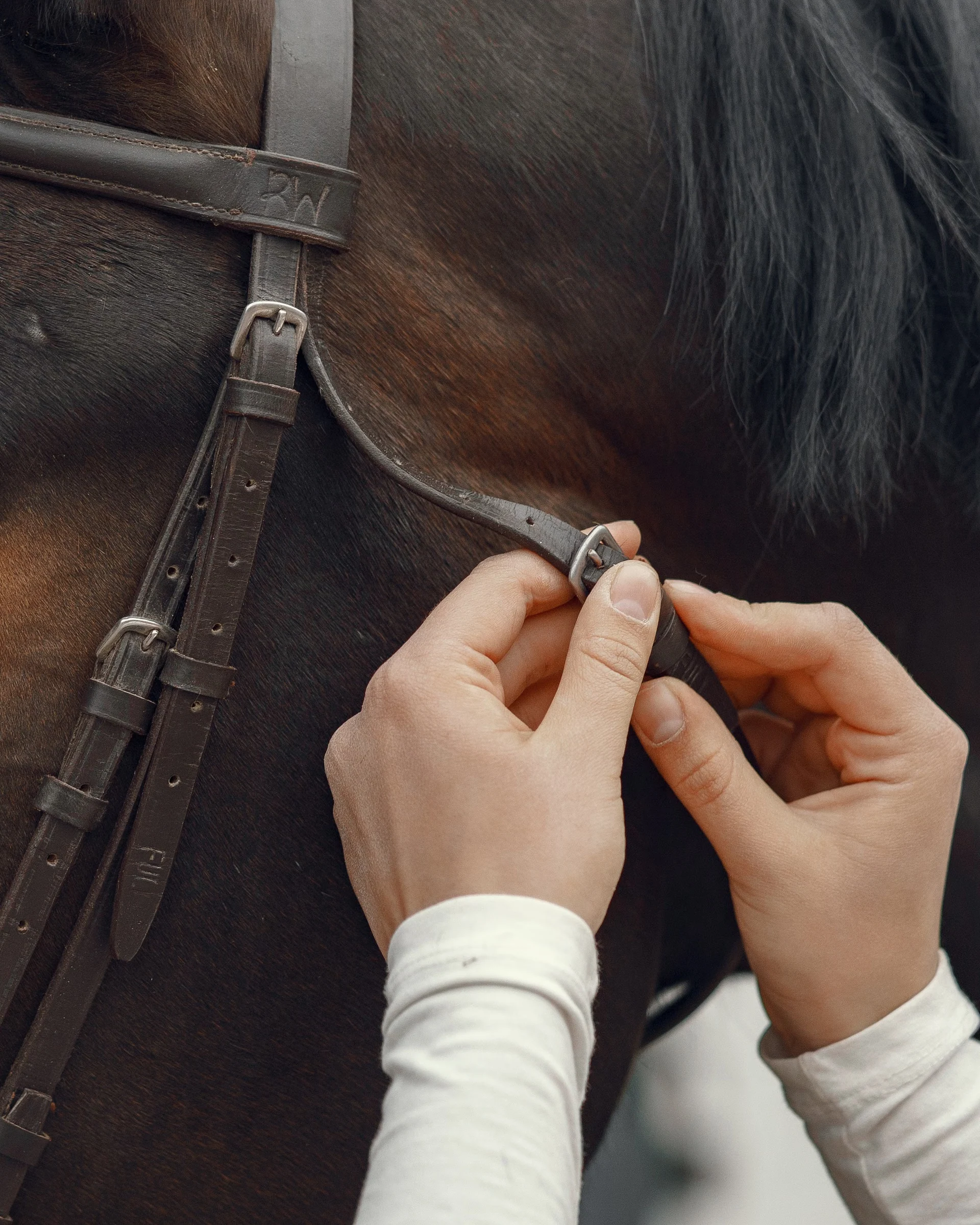 Close-up of hands fastening a leather bridle on a brown horse.