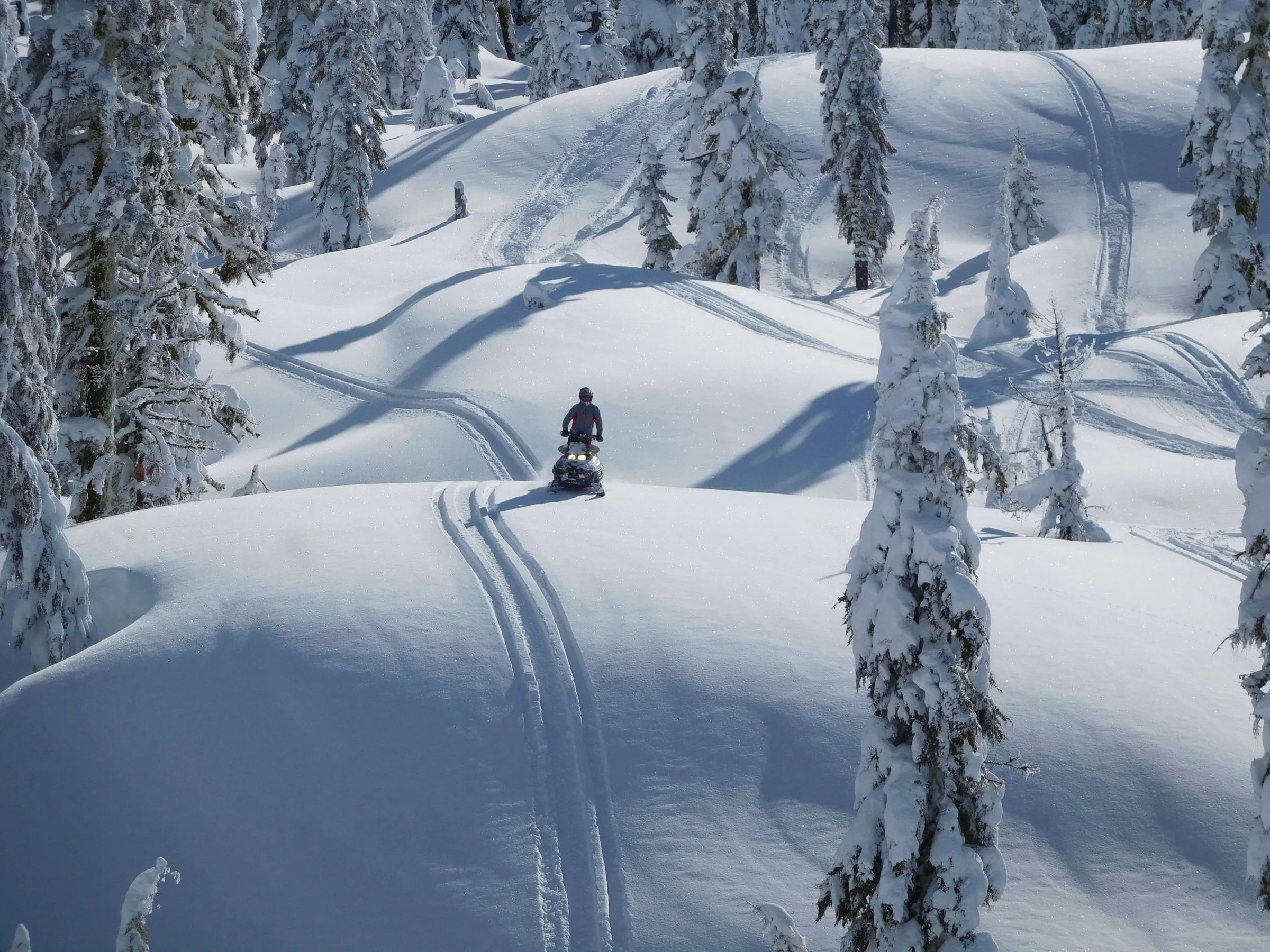 A small snowmobile follows tracks through deep snow and heavily frosted conifers.